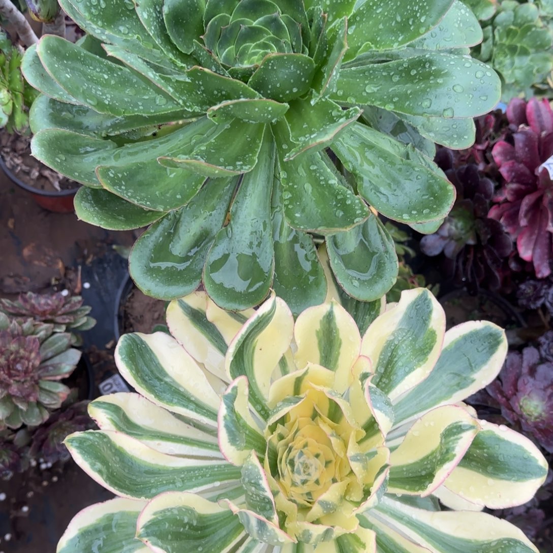 艳姿和锦两颗包邮，两颗包邮