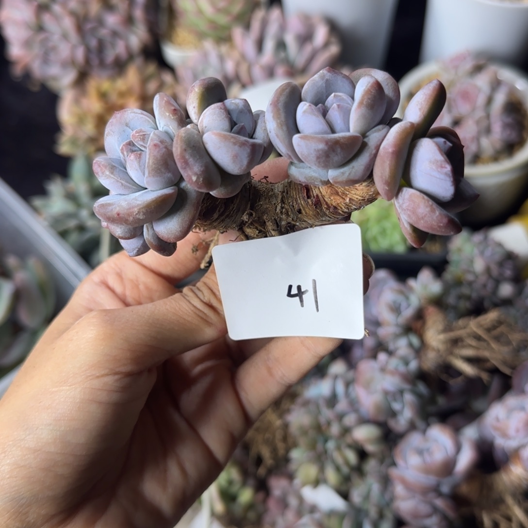 星影5头有砍一物一拍41
