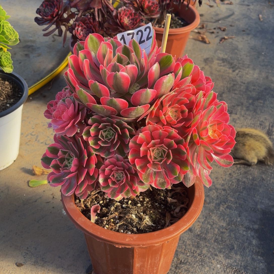 无花朵女巫1722福利带土球