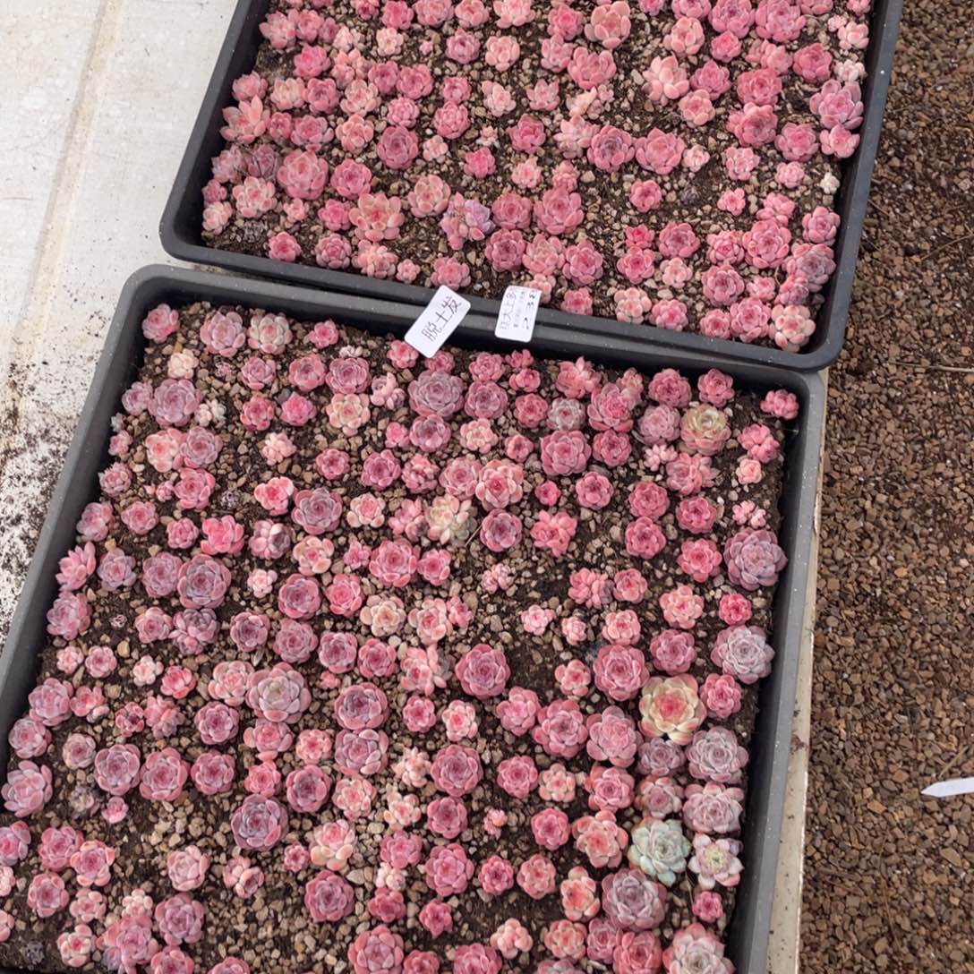 韩***菲糕大上多肉植物238