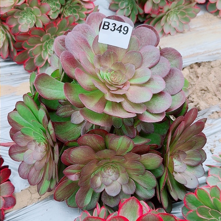 花月夜349万圣节变异