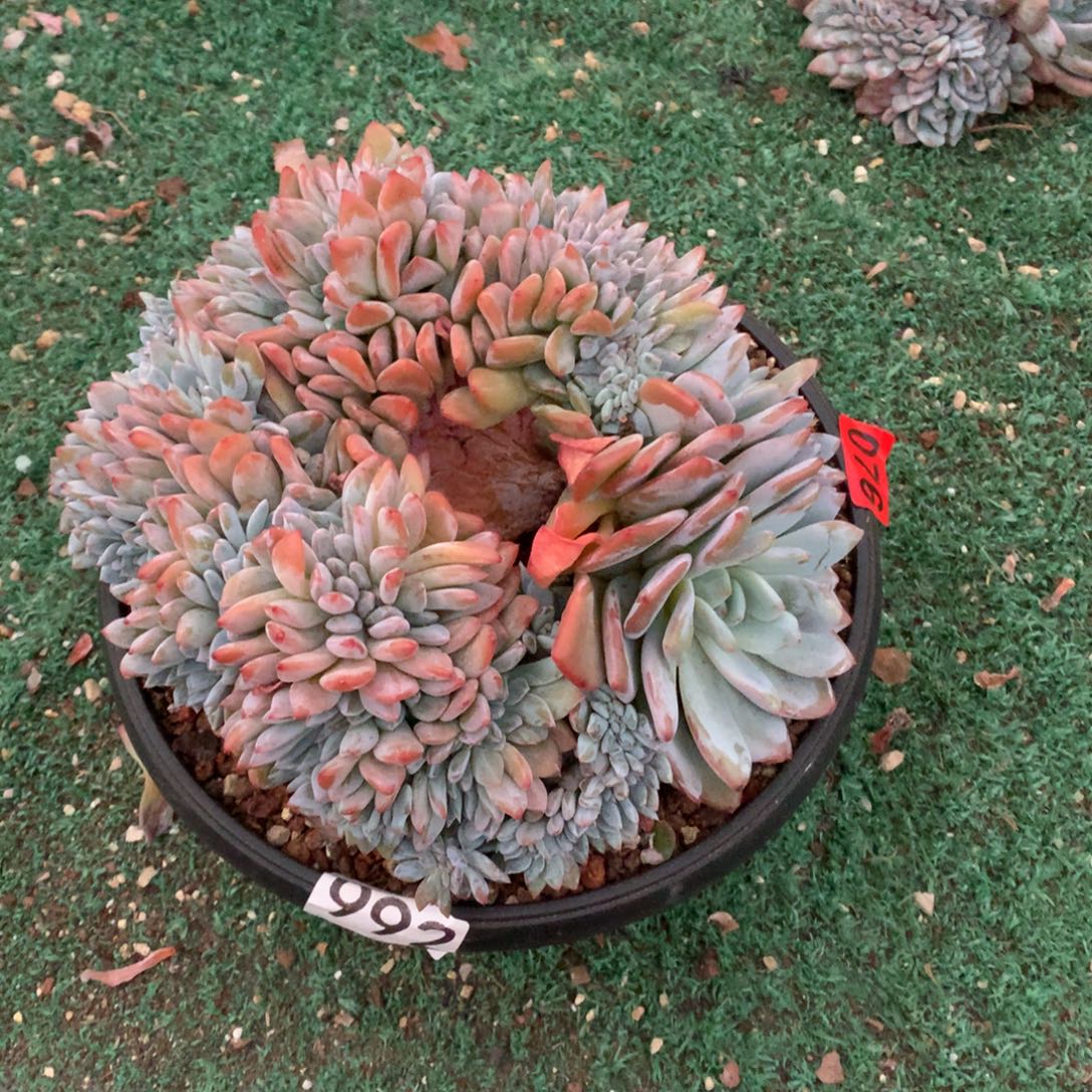 992橙子缀化多肉植物