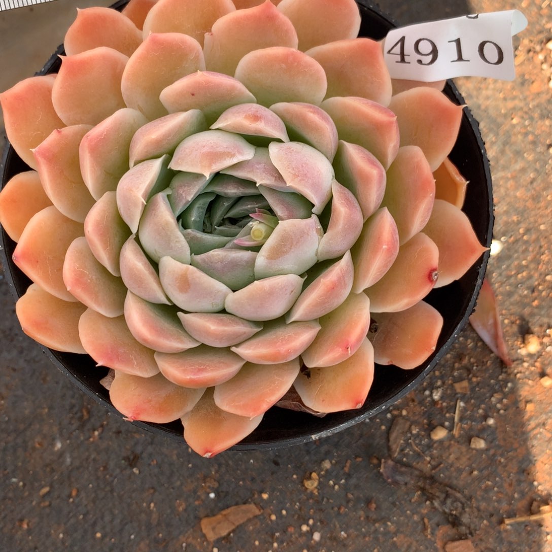 4910杂交多肉植物