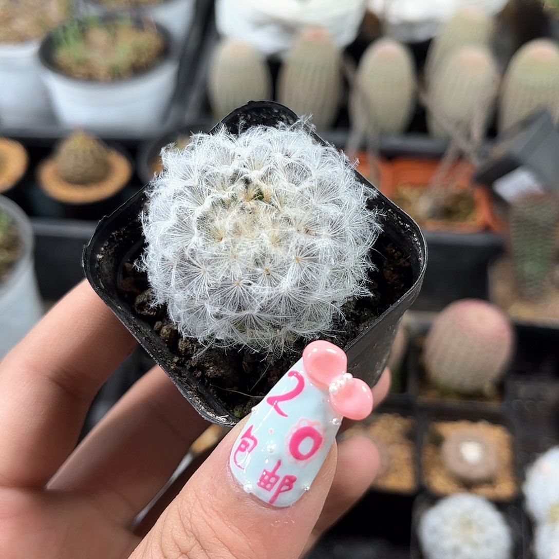 白星单头发货有根发货
