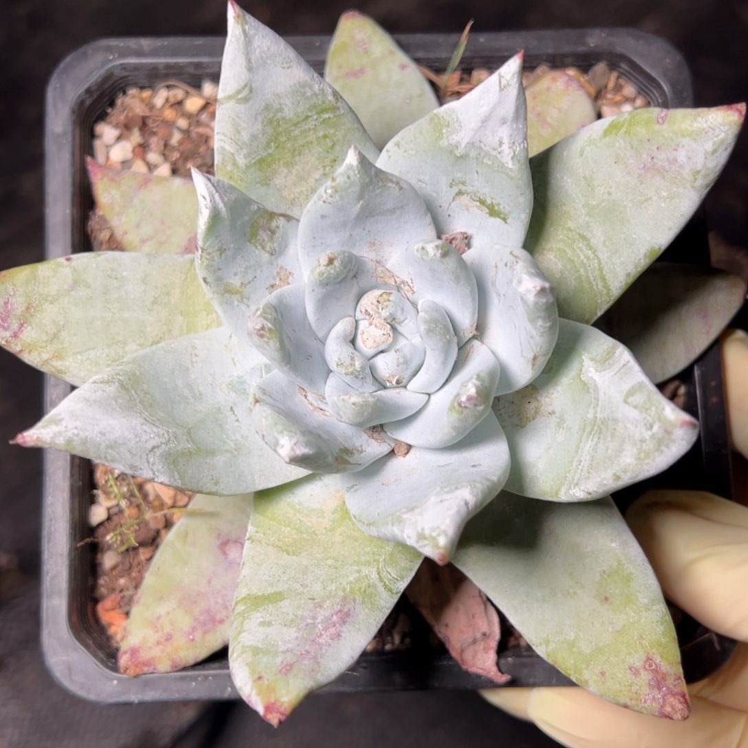 004单头赛丽娜哈哈哈哈哈哈哈