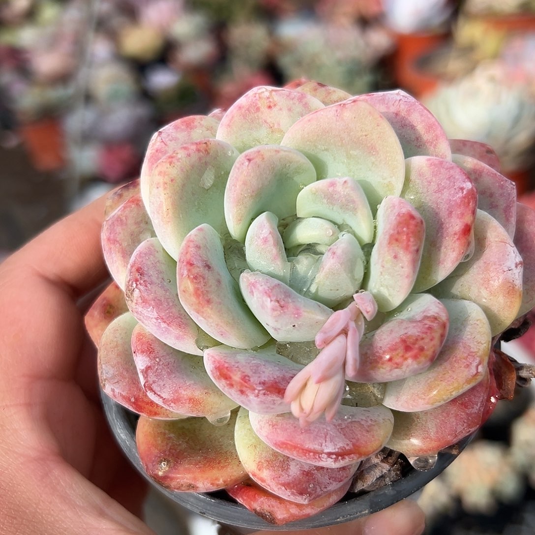 多肉植物冰玉单头