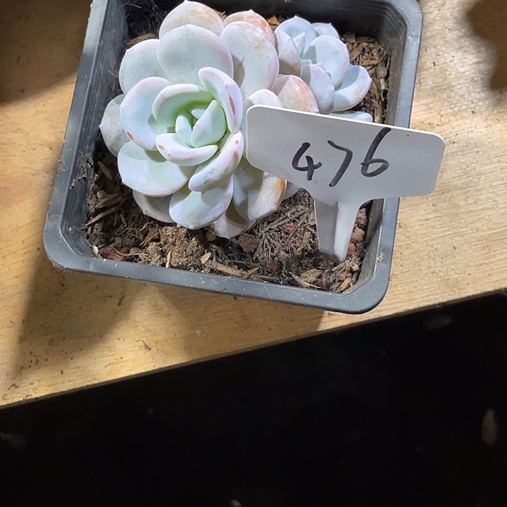 ****楠0000000000000000476