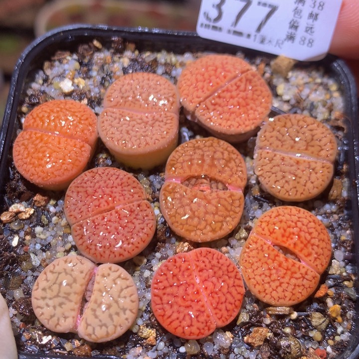 精品生石花219.377