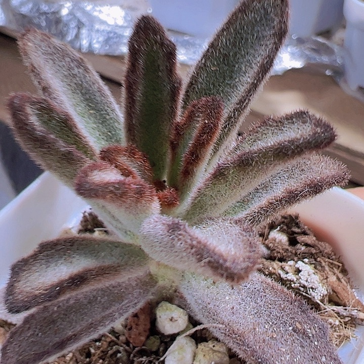 黑兔儿19包邮多肉里植物