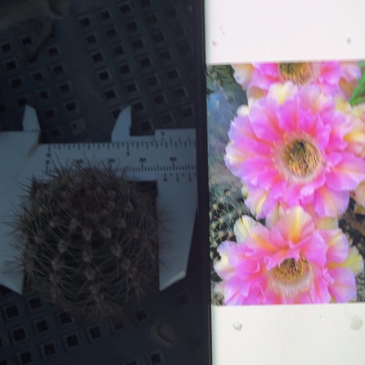 粉洛074无根侧牙一个2cm