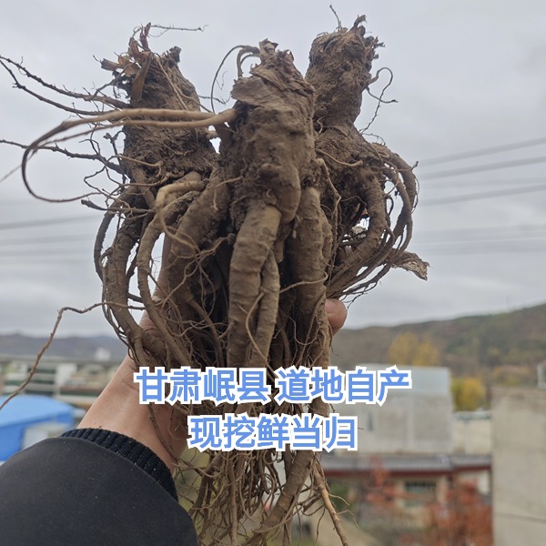 甘肃岷县 现挖鲜当归  自产精选泡水煲汤产地新货原味滋养