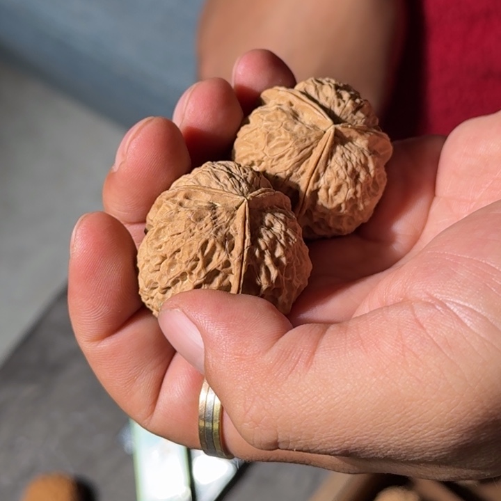 文玩核桃把件铁5号元宝三棱