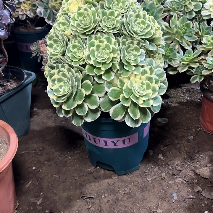 多肉植物迈巴赫118