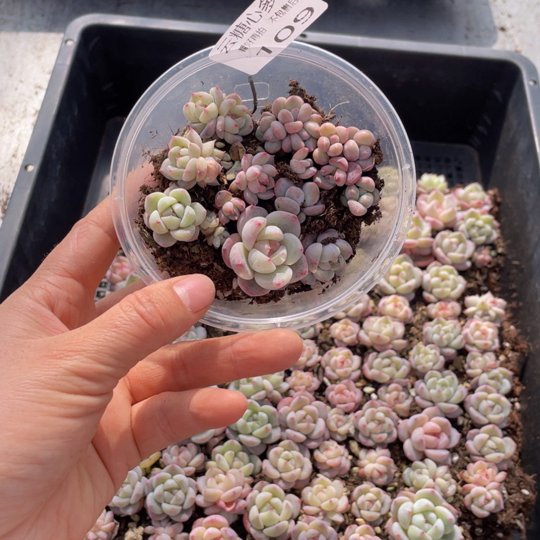 云糖心多肉植物109