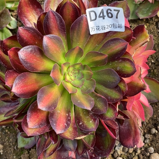 467绍修七彩多肉植物