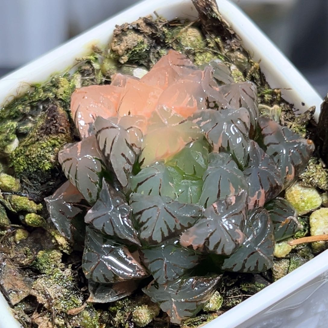 往***！恭喜发财大吉大利591