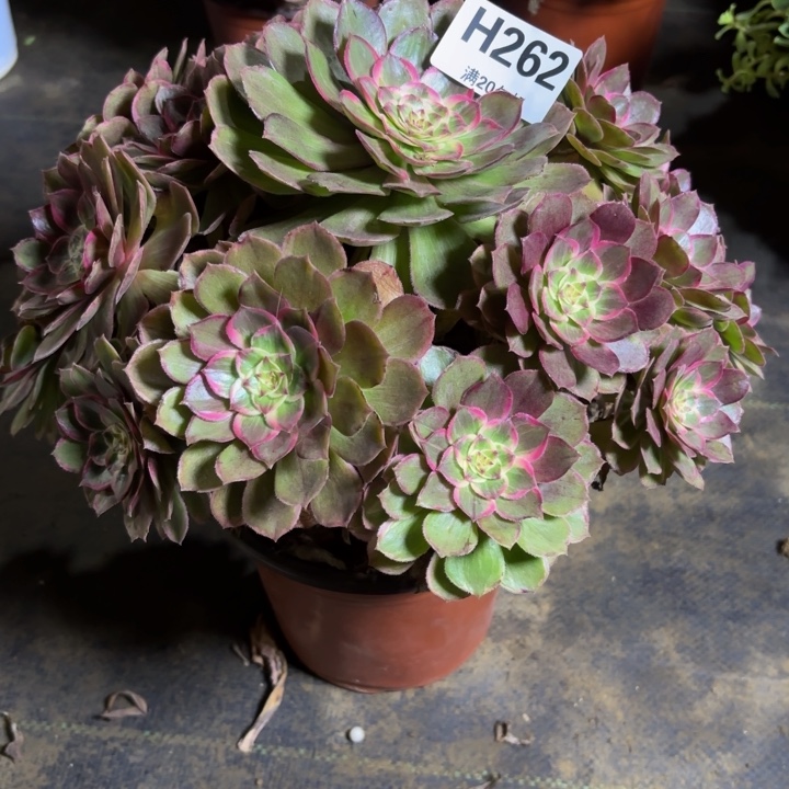 瑞妈，。。。。。262莲花座，
