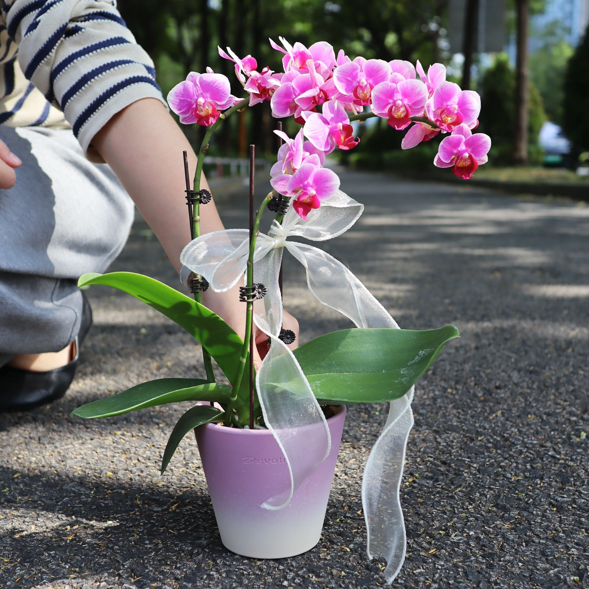 蝴蝶兰盆栽带花苞绿植室内办公室花卉乔迁开业植物送礼