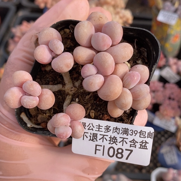 糖果桃蛋老桩1087多肉植物