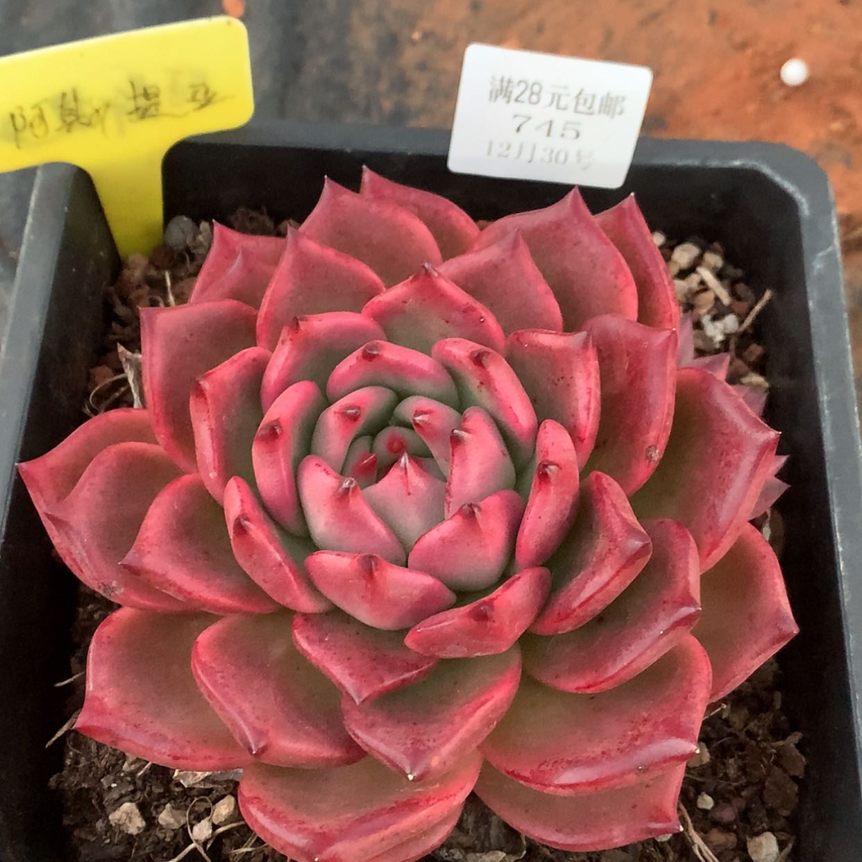 【闪购商品】云745号阿斯提亚15厘米