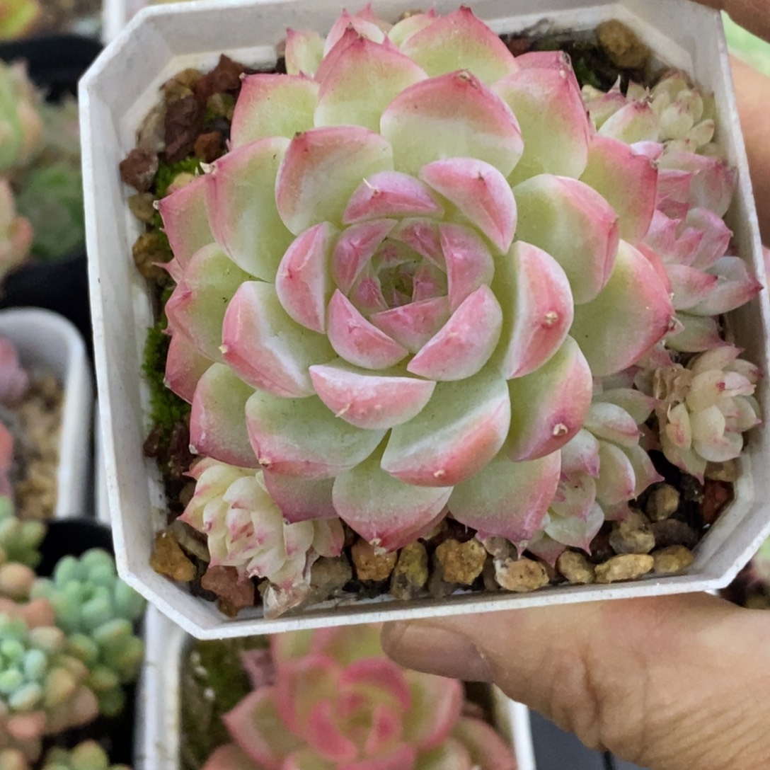 精品多肉一物一拍不包整245