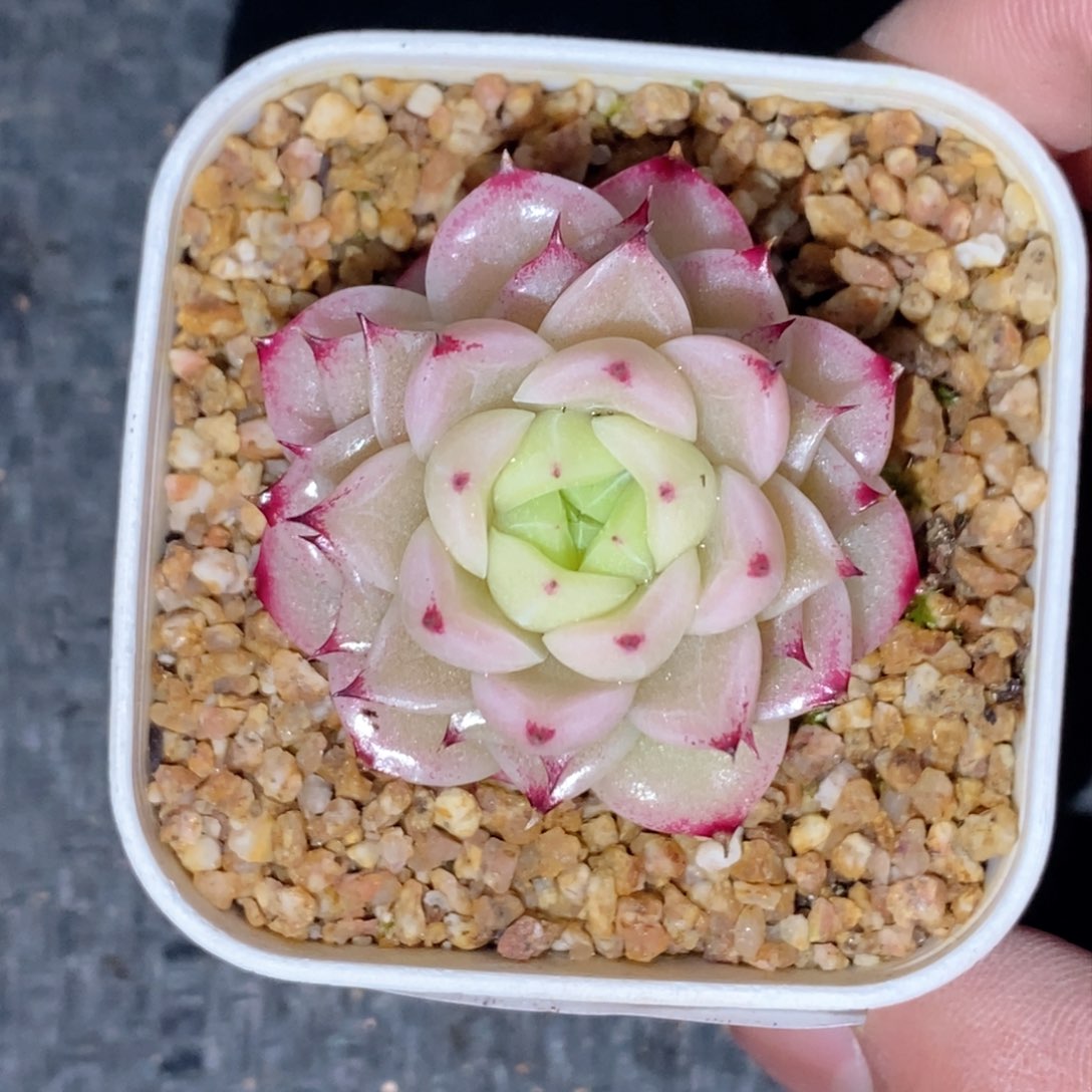 王*左w040 新疆西藏内蒙不发其他12.8包邮