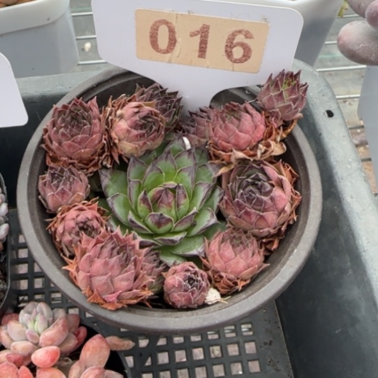 16观音莲一物一拍多肉