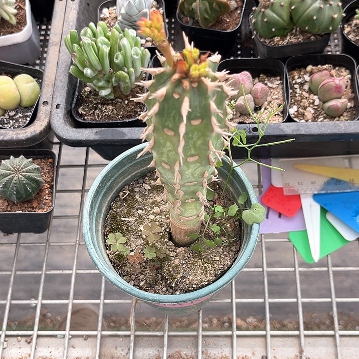 我也不知道我为什么要这样