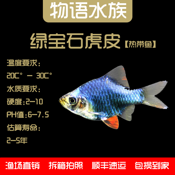 【绿宝石虎皮】水草缸灯科鱼群游小型热带鱼观赏鱼淡水鱼好养耐活