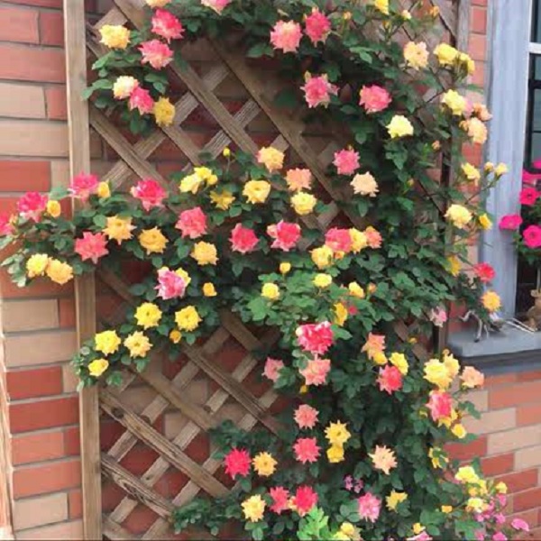 【藤彩虹】藤本月季当年开花月季花苗庭院植物