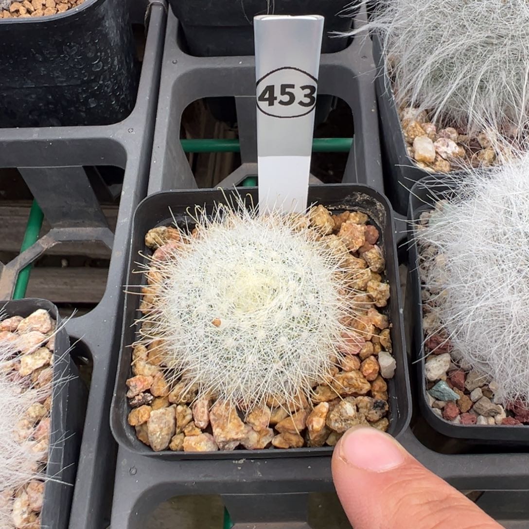 月宫殿多肉植物带盆土453