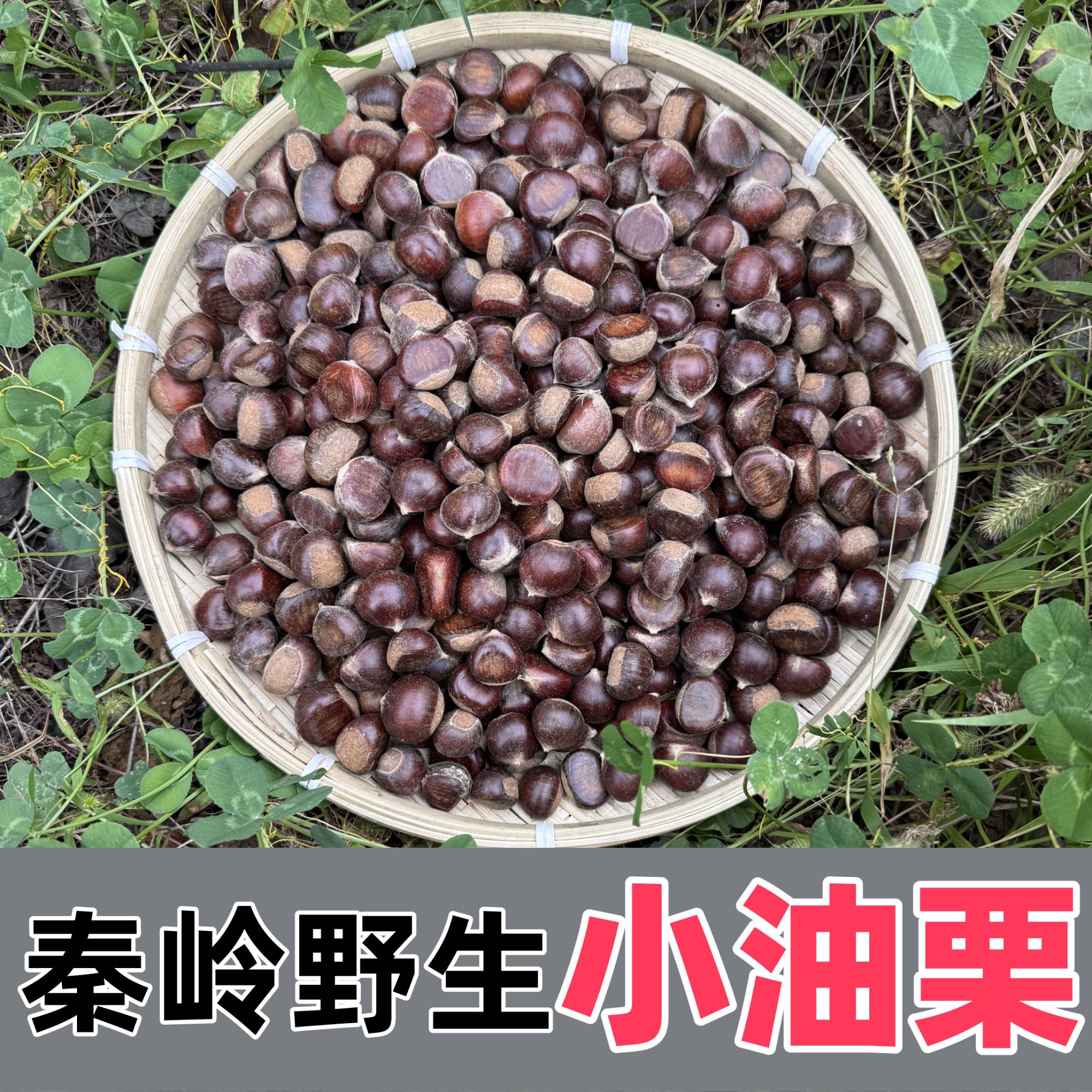 秦岭野生新鲜油栗子 陕西正宗油栗子小栗子2025年新货