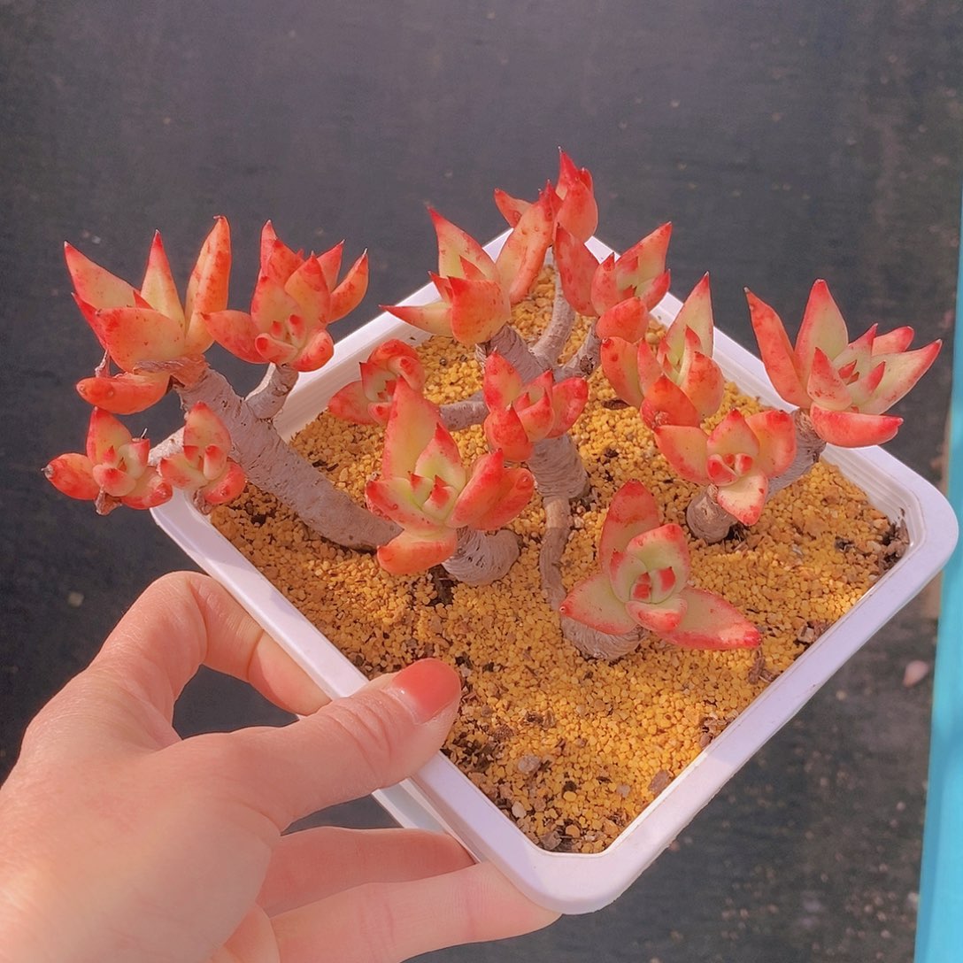 504多肉植物老桩