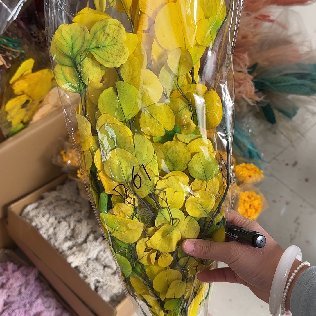 D61号黄绿色苹果叶