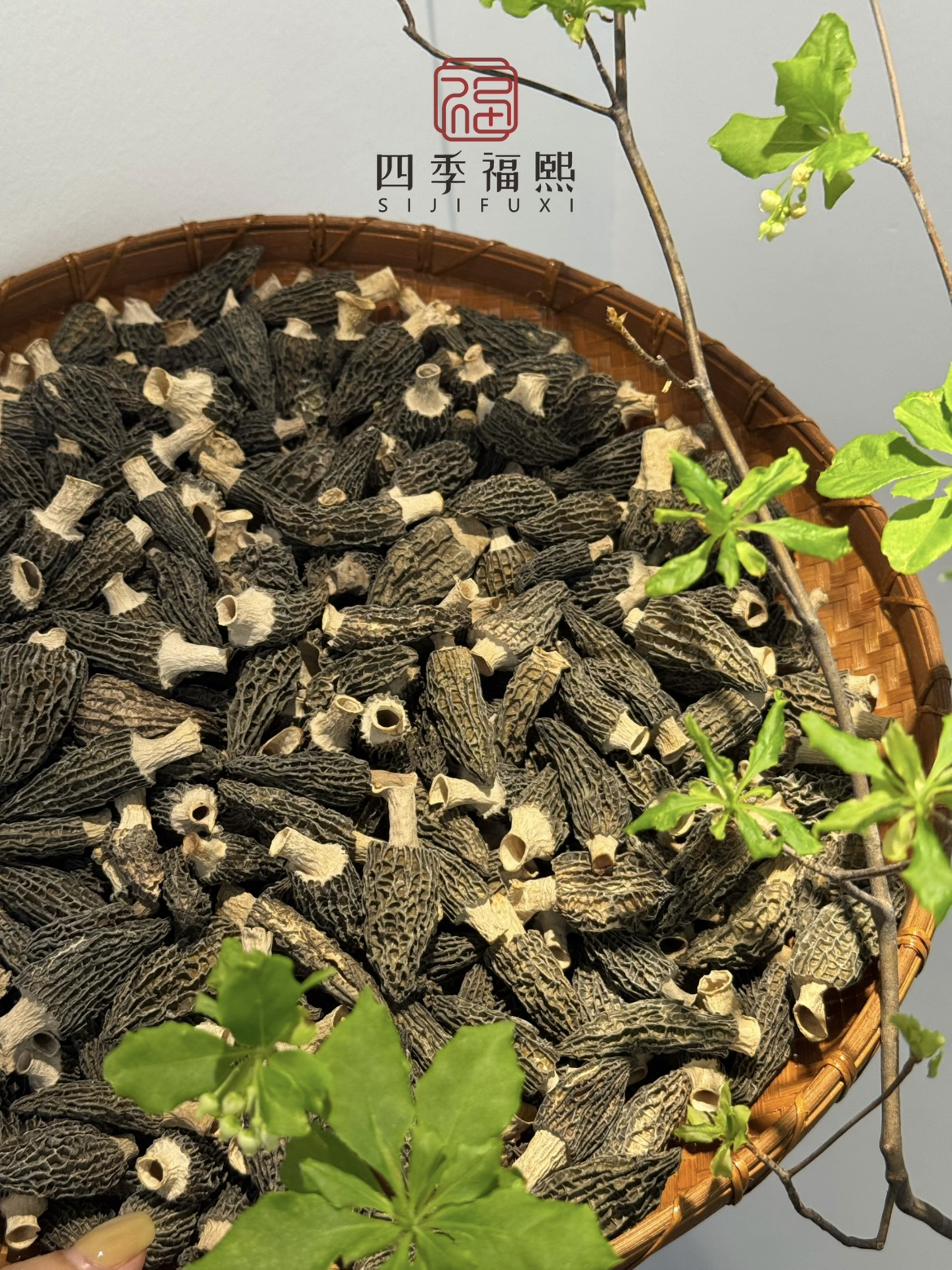 足干厚肉香 精选六妹羊肚菌干货(冷藏保存)