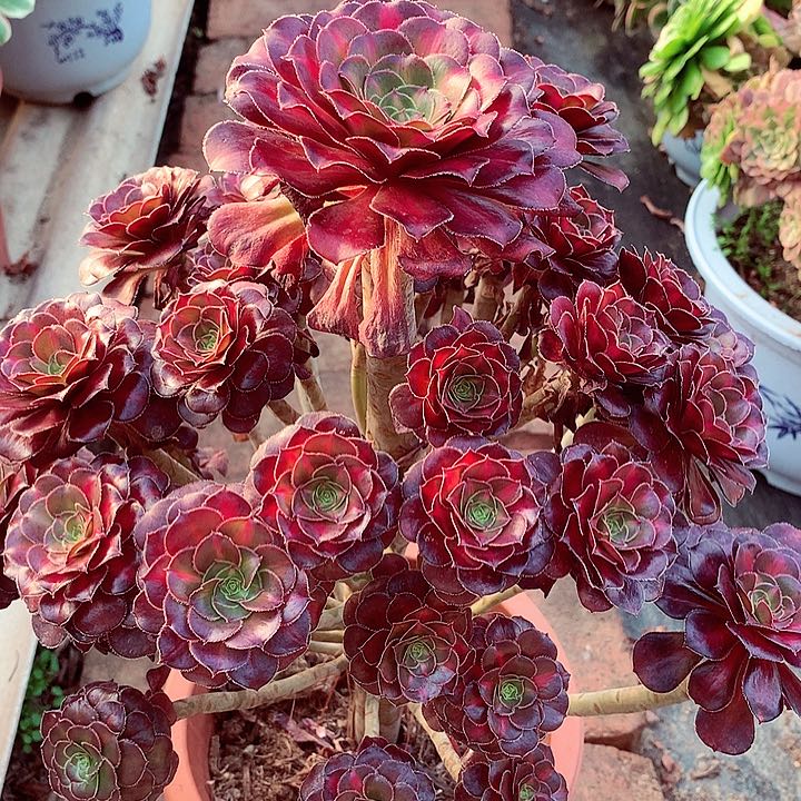 晚霞多肉植物啊啊