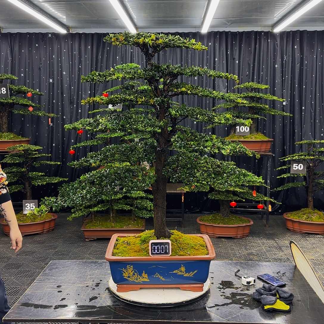 珍珠红芽罗汉松造型盆景