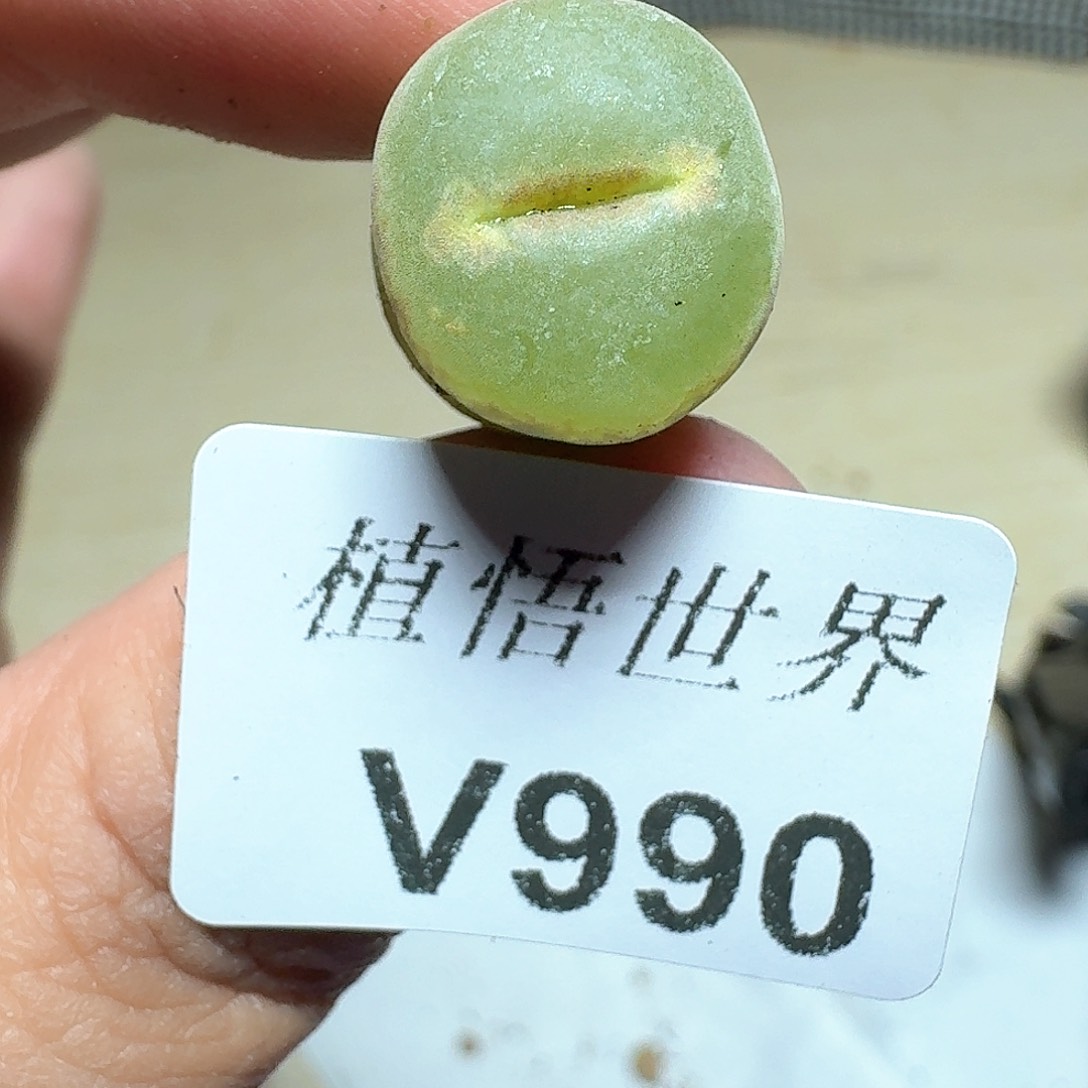 990盒多肉植物哇d c