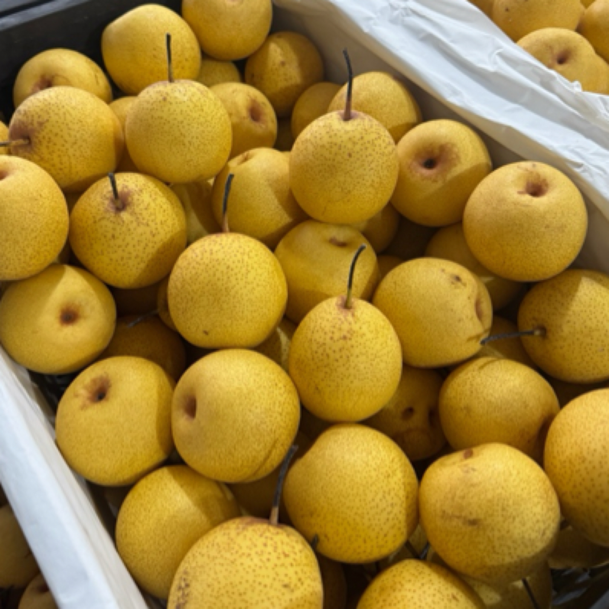 绥中白梨脆甜多汁鲜嫩薄皮厚肉