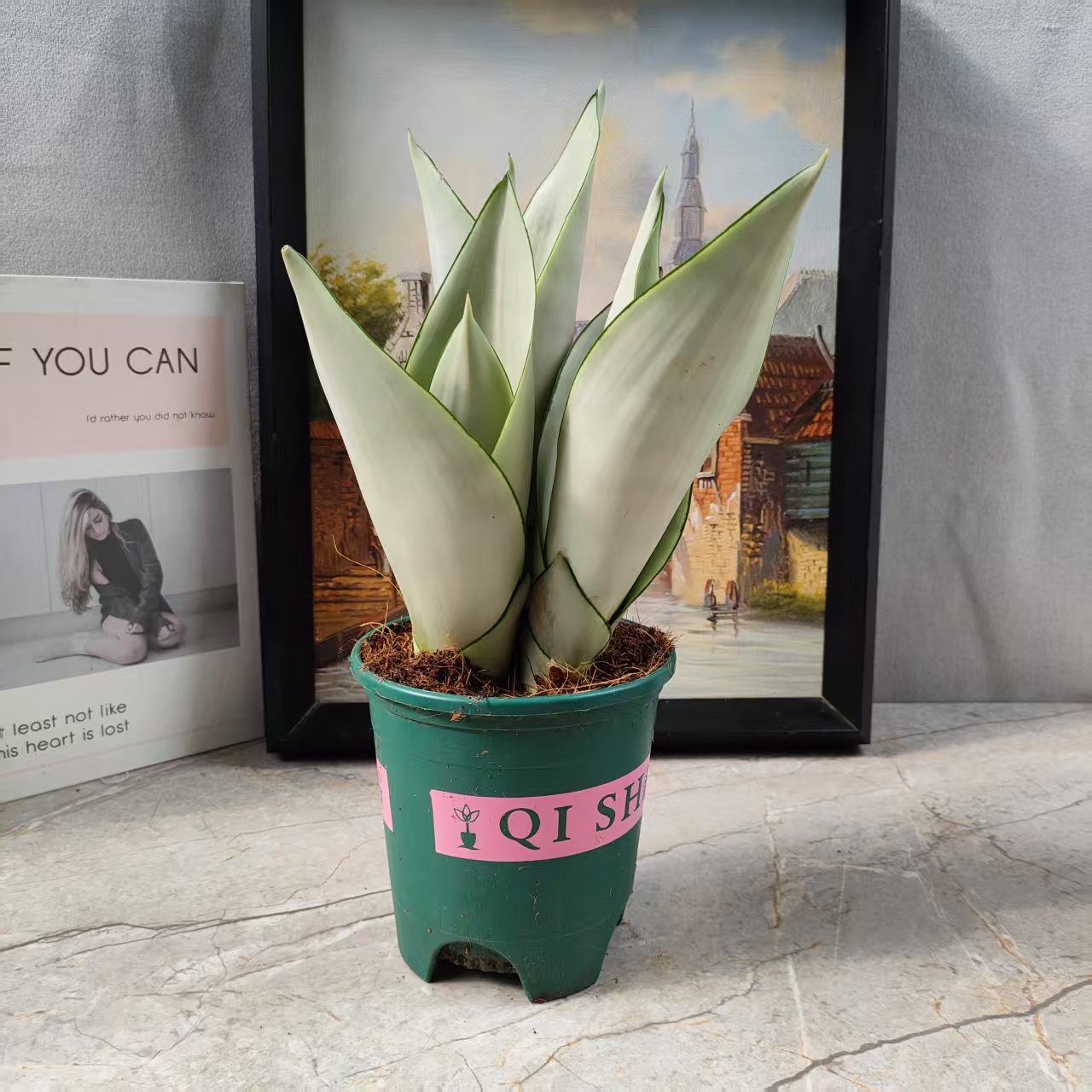 【基地直发】矮脚白玉兰盆栽客厅虎皮兰室内绿植桌摆绿植好养耐活