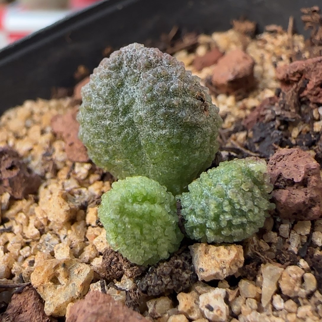 实生。     473。    