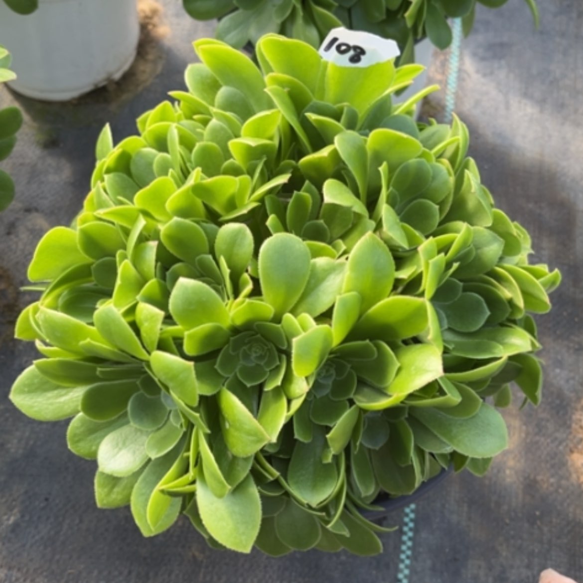 【闪购商品】108绿玫瑰多肉法师