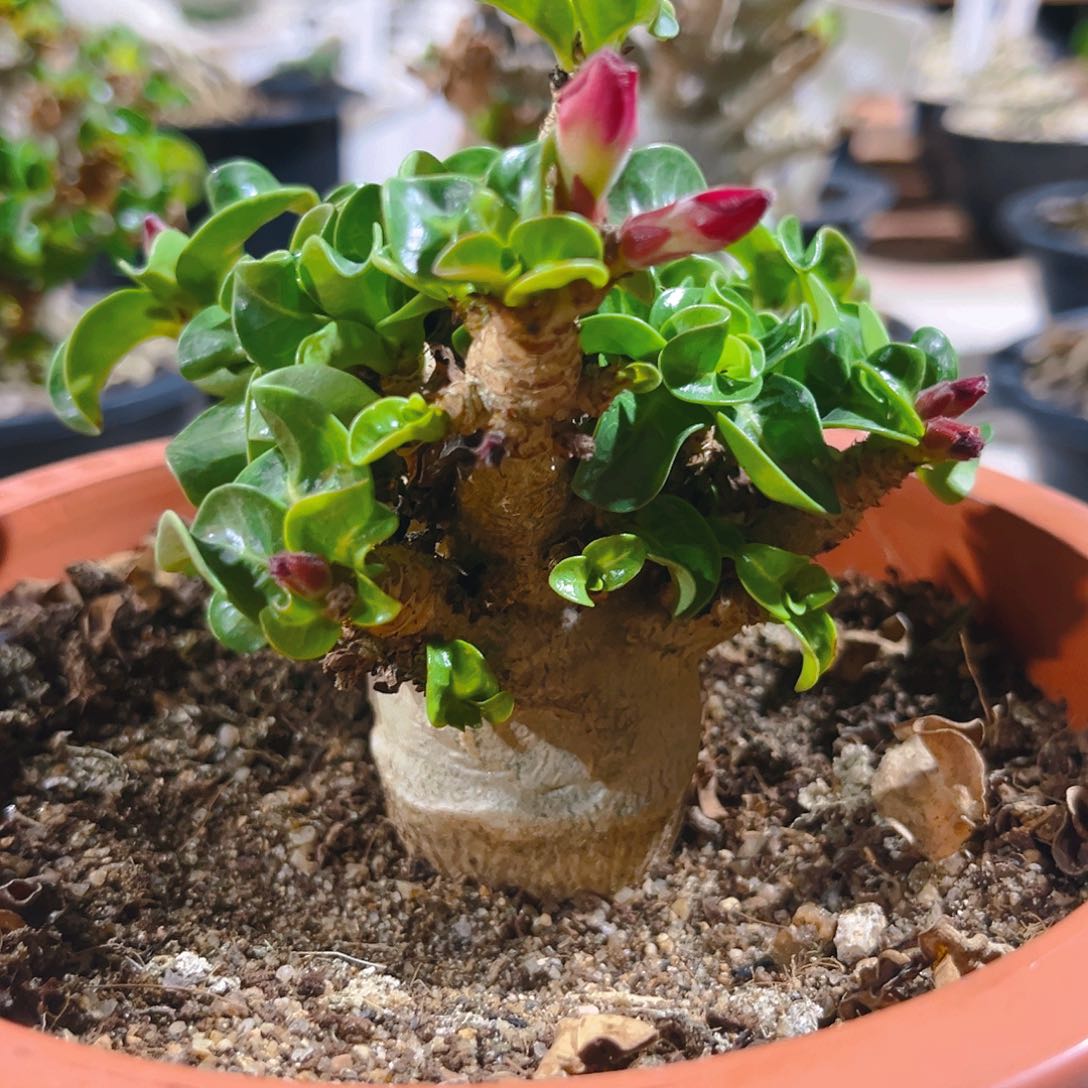 潮流植物卡汉羊角卷叶沙枚