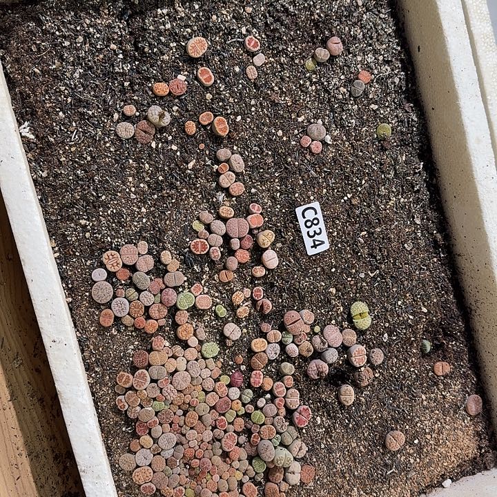 834生石花整筐脱土发货不售后