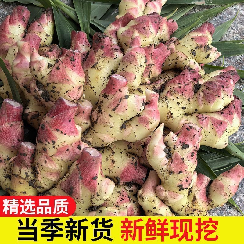 云南高山生吃新鲜小黄姜生姜辛辣浓郁健康美味现挖现发