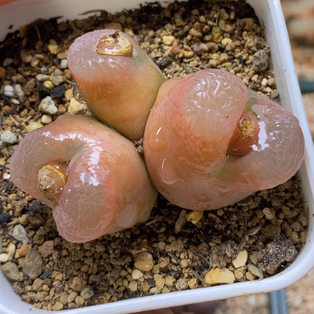 三头大年份粉色毛毛