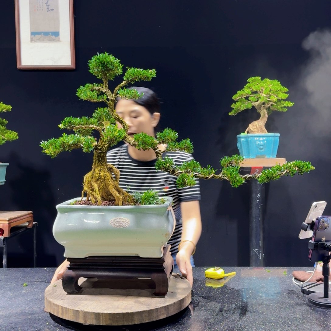 无花朵盆景黄杨四季常绿