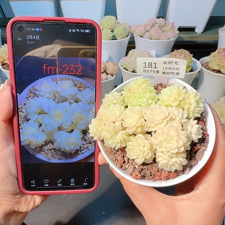 1206-181fm-232麦杆