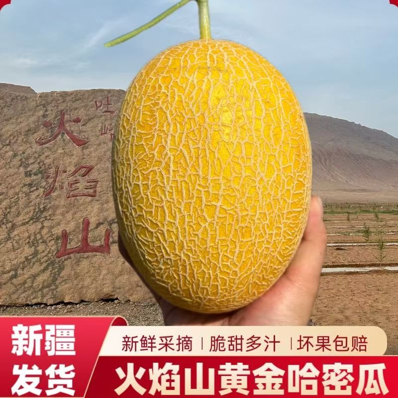 【新疆空运】精品A+|正宗新疆金色年华哈密瓜当季新鲜水果坏果包赔H