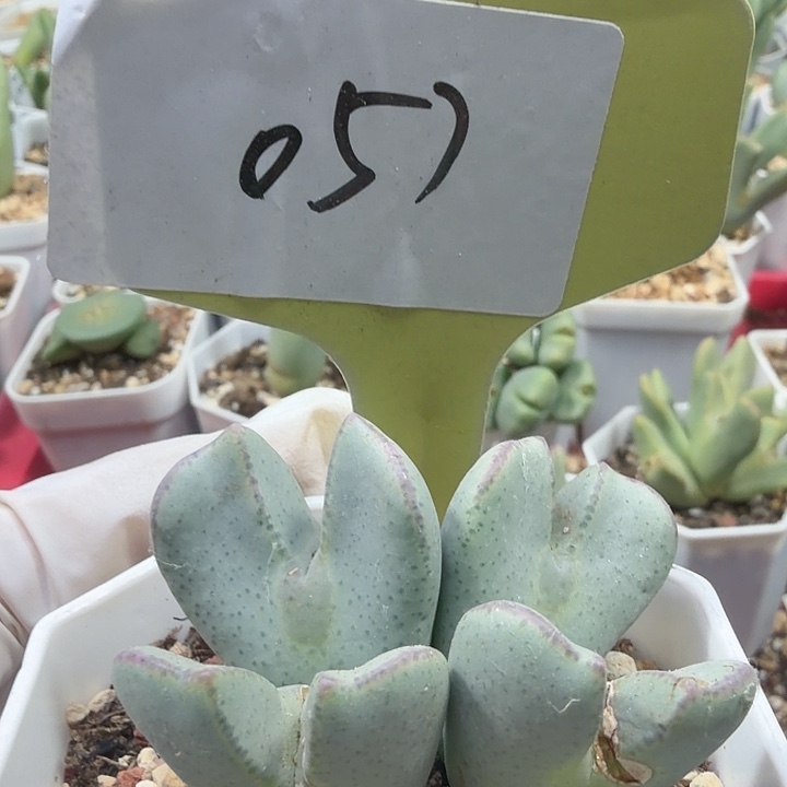 ＊***泡057mmmnnnjjjjjjjjjjjjj